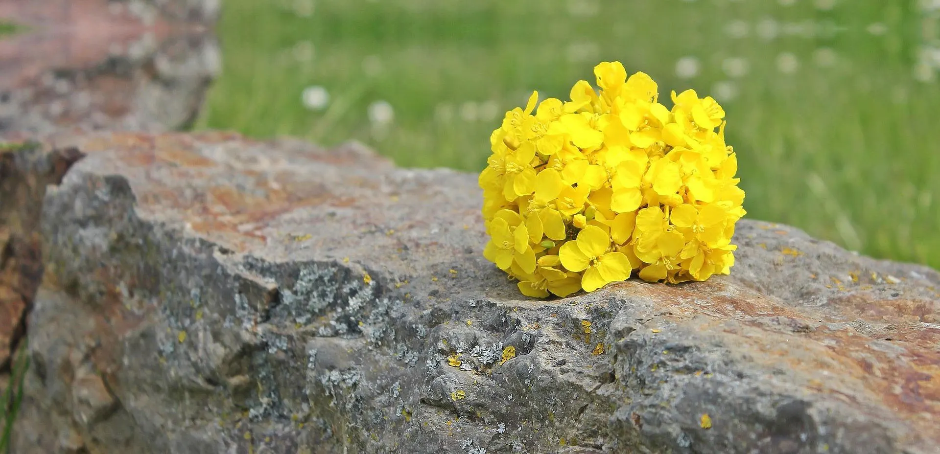 Gelber Blumenstrauß auf einem Felsen
